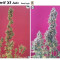 Big Devil XL Auto Cannabis-Samen Kaufen