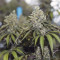 Bruce Banner #3 Cannabis-Samen Kaufen