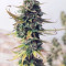 Girl Scout Cookies Autoflower (Seedstockers) Cannabis-Samen zu verkaufen