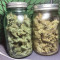 GG#4 Original Glue Auto Cannabis-Samen Kaufen