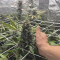 Triple G (RQS) Cannabis-Samen zu verkaufen