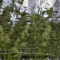 Wedding Cake (Original Sensible Seeds) Cannabis-Samen zu verkaufen