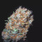 Pure Kush (Original Sensible Seeds) Cannabis-Samen zu verkaufen