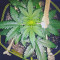 White Crystal Meth Auto (Original Sensible Seeds) Cannabis-Samen zu verkaufen