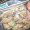 Forbidden Runtz Auto Cannabis-Samen Kaufen
