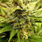 Blackberry Gum Cannabis-Samen Kaufen