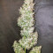 G13 Haze Regular (Barney's Farm) Cannabis-Samen zu verkaufen