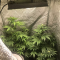 Bruce Banner #3 Cannabis-Samen Kaufen