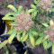 Monster Bruce Banner Auto (Monster Genetics) Cannabis-Samen zu verkaufen
