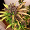 Auto Blackberry Kush Cannabis-Samen Kaufen