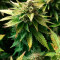 Green Crack (Humboldt Seeds Organization) Cannabis-Samen zu verkaufen