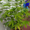 Mimosa EVO (Barney's Farm) Cannabis-Samen zu verkaufen