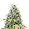 Sour Diesel feminisierte Samen (Seedstockers)