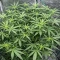 Banana Jealousy Auto RF3 (Ethos Genetics)