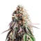 Bay Haze feminisierte Samen (Delicious Seeds)