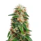 Bc Diesel (BlimBurn Seeds) Cannabis-Samen