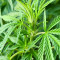 Blueberry Hill feminisierte Samen (Herbies Seeds)