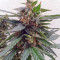 Buddha Magnum Auto (Buddha Seeds) Cannabis-Samen