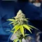 Florida Sunrise Autoflower feminisierte Samen (Seedkeepers)