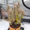 Fugue State Auto (Mephisto Genetics) Cannabis-Samen