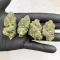 G13 Genius feminisierte Samen (Brothers Grimm Seeds)