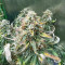Godzilla Cookies Auto feminisierte Samen (Herbies Seeds)