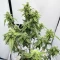 Granny Candy feminisierte Samen (Humboldt Seed Company)