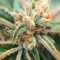 LFG (Barney's Farm)