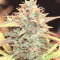 Original Auto Cheese (Fast Buds) Cannabis-Samen