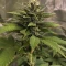 Purple Lemonade Auto RF3 (Fast Buds)