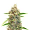 Section 781 Autoflowering (Blimburn x Herbies)