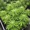 Super Lemon Cloud Auto (Herbies Seeds)