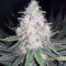 THC Bomb (Bomb Seeds) Cannabis-Samen