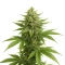 Trippy Sherbert Punch Auto (Big Head Seeds)