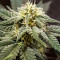 Mexican Airlines Auto (Fast Buds) Cannabis-Samen