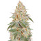 Auto Black Diesel (Advanced Seeds) Cannabis-Samen