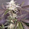 Auto Purple Gorilla (Short Stuff Seeds) Cannabis-Samen