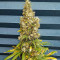 Black Jack (Sweet Seeds) Cannabis-Samen