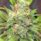 Buzz Light Gear (Dr. Krippling Seeds) Cannabis-Samen