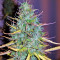 Critical 47 (Positronics Seeds) Cannabis-Samen