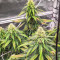 Dozy Cookies feminisierte Samen (AlphaFem Seeds)