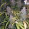 Girl Scout Cookies Auto (Garden Of Green) Cannabis-Samen