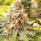 Gorilla Cookies (Big Head Seeds) Cannabis-Samen