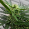 Gorilla (GG#4 Original Glue) (Expert Seeds) Cannabis-Samen