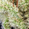 Northern Lights Autoflower feminisierte Samen (Seedstockers)