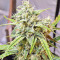 Sour Hound F2 Auto (Mephisto Genetics) Cannabis-Samen