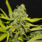 Tangie'matic Auto feminisierte Samen (Fast Buds)