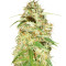 Zamaldelica (Ace Seeds) Cannabis-Samen