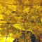 Big Bang Auto (GHS) Cannabis-Samen
