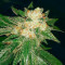 Blackwater strain